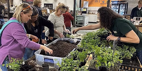Planting your Herb Garden!