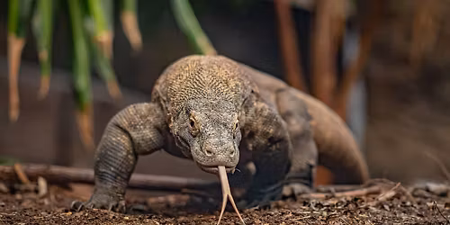 British Sign Language (BSL) Zoo Tours! \ud83d\udc18