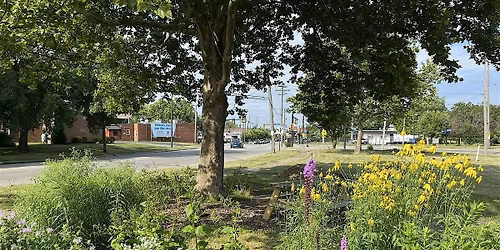 Native Garden Workday - "Chelsea chop" for tall plants