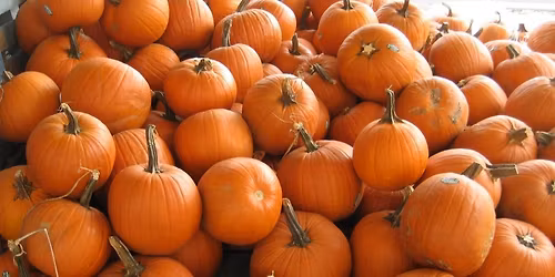 1st annual pumpkin throwing contest