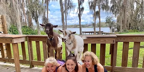 Goat Yoga Tampa  @ Saddlebrook Resort May 23 @ 10AM