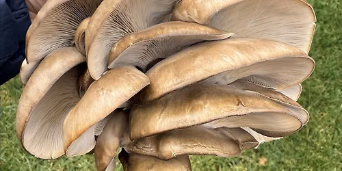 Foraging and Mushroom Growing Workshop, Northallerton
