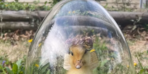 Oddity display craft night