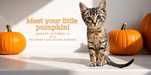 Meet Your Little Pumpkin with ACR!