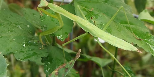 Praying Mantis