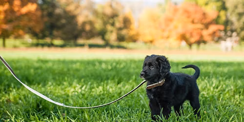 Intensive Leash Training Classes