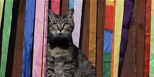 Forgotten Felines Fluffy Fund Fundraiser