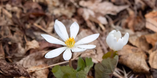 Spring Wildflowers at Arcadia