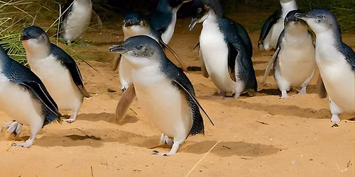 Full-day Melbourne City Sightseeing with Penguin Parade (Melbourne) Tickets