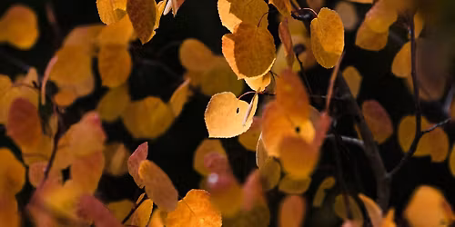 MOLLIE Autumn Market