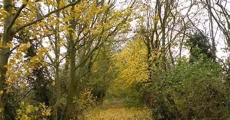 EVENING town walk - Natterer's Wood