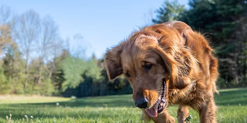 AKC FETCH in Saratoga