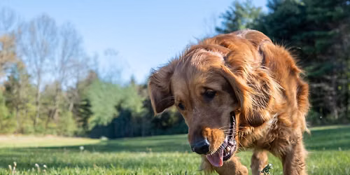 AKC FETCH in Saratoga