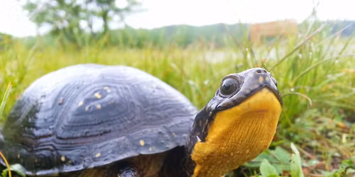 World Turtle Day 