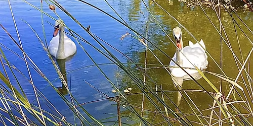 National Walking Month Wild Ashford Wellbeing Walk (Ashford, Kent)