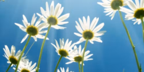 The Healing Power of Meditation - day retreat 