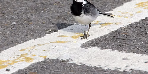Nature in the city: a walk with Nick Acheson (1pm)