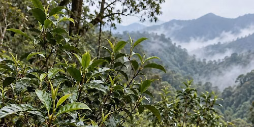 Matcha Cultivars, History, and Preparation!