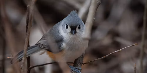 Second Saturday Bird Walk
