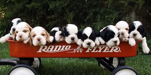 Cocker Spaniel Nottingham