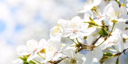 Cayuga Museum Family Day: "Spring Poetry"