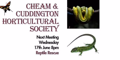 Reptile Rescue