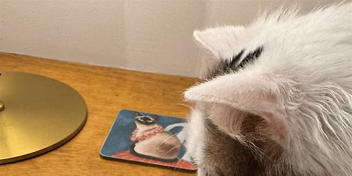Creative Writing with Cats: A relaxed journey to your inner self