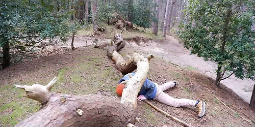 Listening with Trees: Inside Lud\u2019s Church and How to be a Forest