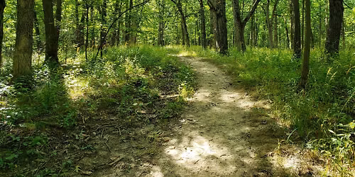 Awe-Full Walk in the Woods
