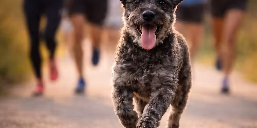 2026 Buzz Run + Stylin Paws Downtown Dog Walk