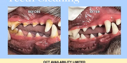 Calm Bite Non-Anaesthesia Dental Cleaning
