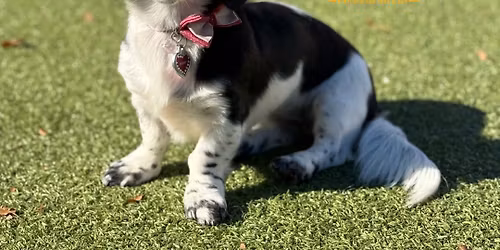 Dachshund Meet Up Night