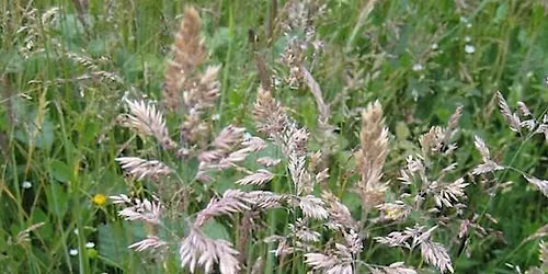 Grasses for Beginners