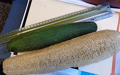 7-11-2026 Learn to grow Loofah in your own backyard