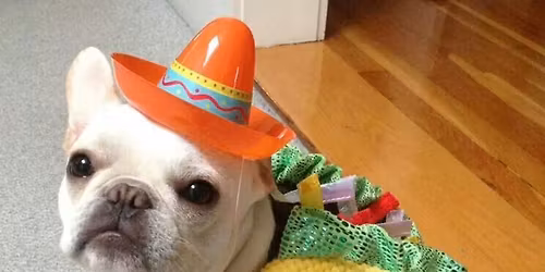 Dogma Dog Trick or Treat