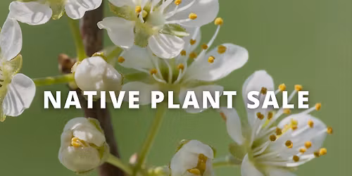 Springfield Native Plant Sale \u2013 Mother\u2019s Brewing Co.