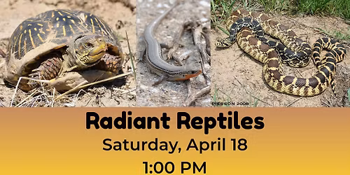 Radiant Reptiles