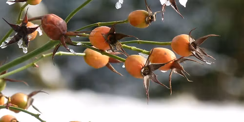 F\u00fchrung: Winterruhe \u2013 GartenPraxis im Westfalenpark