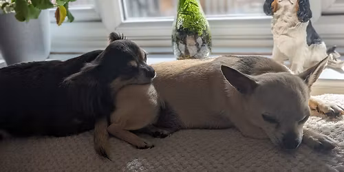 Canine First Aid Courses 