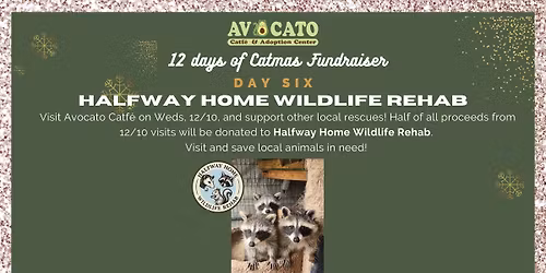 12 Days of Catmas Day 6: Featuring Halfway Home Wildlife Rehab