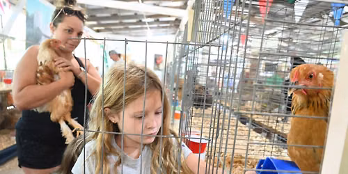 Poultry Showmanship Contest
