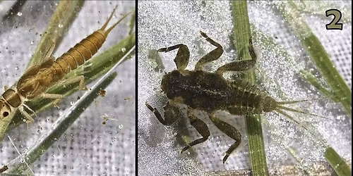 Entomology for Anglers 