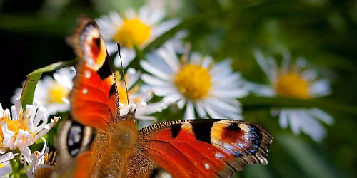 An introduction to butterflies