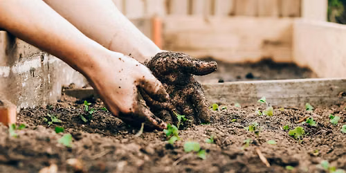 ROOTS: The WP Gardening Club