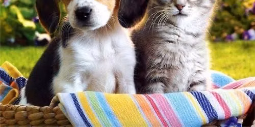 Free Pet Food for Needy Families