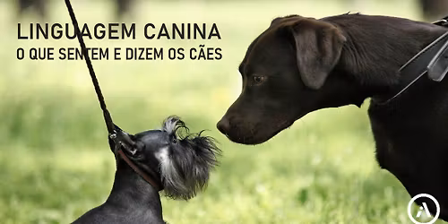 Linguagem Canina: O que sentem e dizem os c\u00e3es