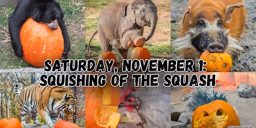 Squishing of the Squash