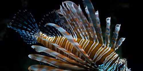 Creature Feature: Lionfish