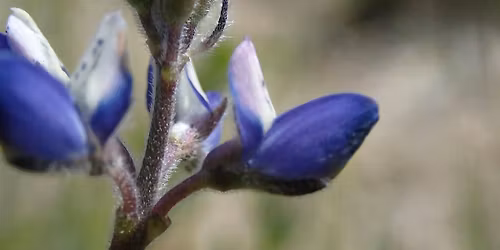 Wildflower Hike With We Explore Earth @ Santiago Oaks