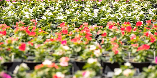 MEMORIAL DAY WEEKEND - 20% OFF!! - at Second Chance Plants EXTON, PA